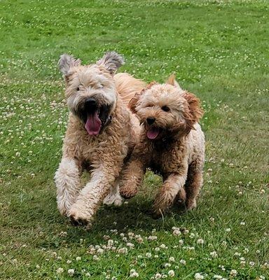 Schuyler and Ivy having a blast on on a Wagging Trails excursion