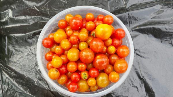 Tiny but very tasty tomatoes.