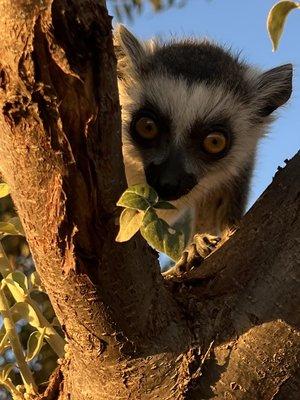 Ringtail Ranch Lemur Rescue