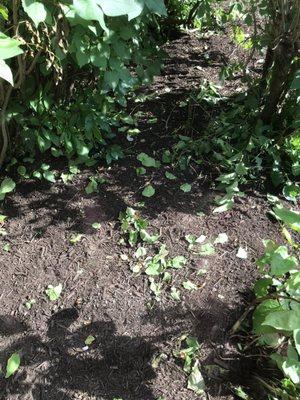 Trimmed bushes on ground