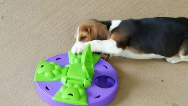 Buster is learning to get his treats and loves to play with this toy.