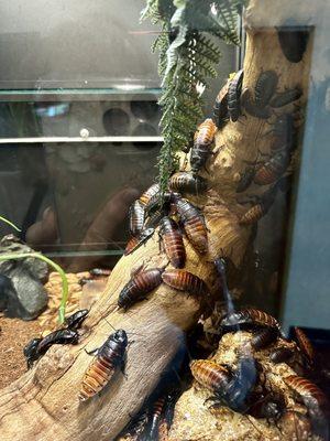 Hissing Cockroaches