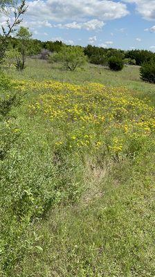 So much great scenery and flowers on the trail.