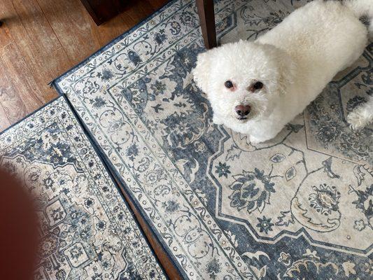 Sammy the Bichon Frise (with a coat like a sheep)