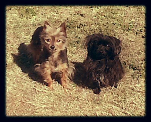 These kiddos have been going since they were pups! Whit, pictured a couple weeks after a visit (left), and Tzu Tzu (right).