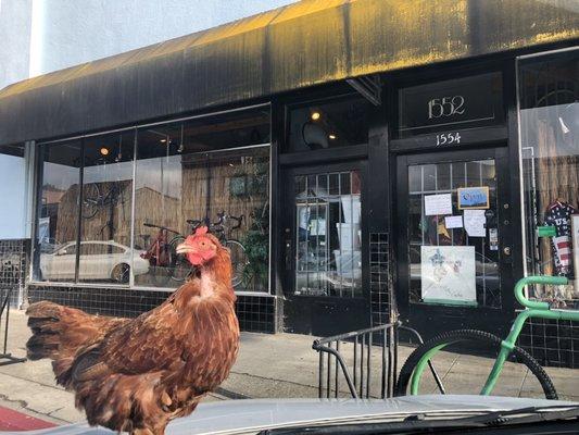 Bikes on Solano, pet chicken! LOL