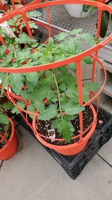 Tomatoes pratically ready to pick in a colorful pot