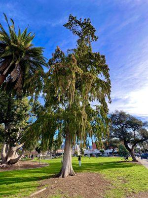 This tree really caught my eye today - tall and wispy with droopy branches blowing in the wind - I think it may be a cypress?