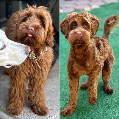 mini labradoodle makeover  My grooming after graduation!