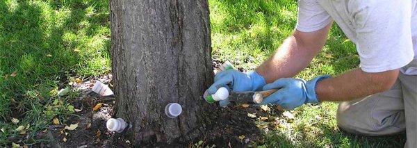 Tree Health Care injection