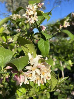 Beautiful fruit blossoms