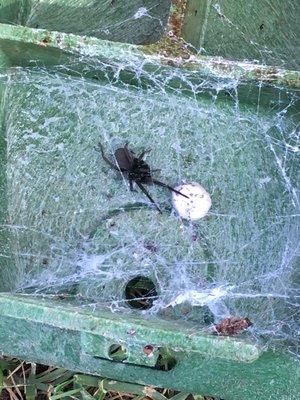 What is lurking in your irrigation boxes?