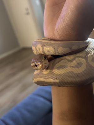 Ball python