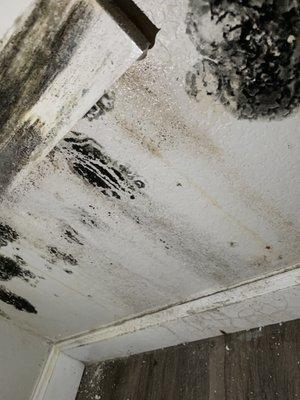 black mold