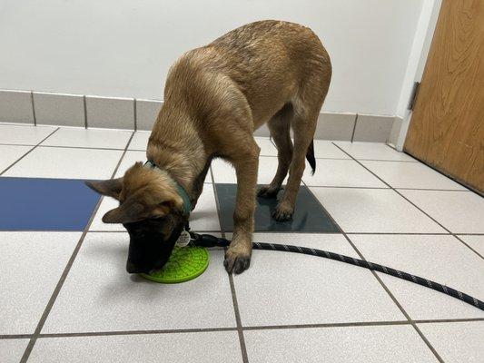 Lenoir City Animal Clinic