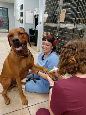 Kobe enjoying a PAW-icure. Thanks Nikki!