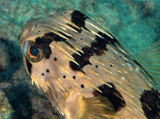 spiny porcupine fish