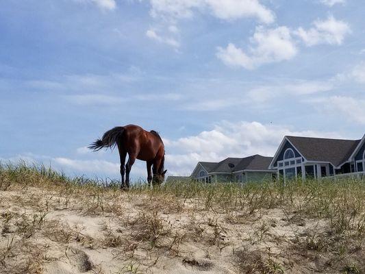 Wild mustang on the dune at Corolla, NC