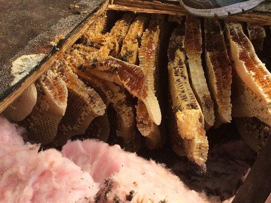 Beehive inside roof