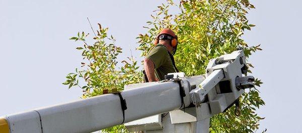 Large tree trimming/removal and bucket truck work