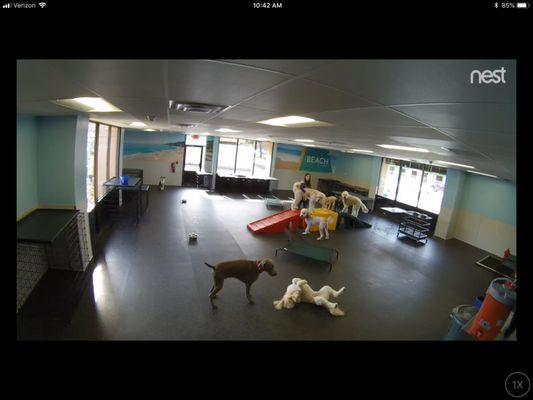 Playtime in the Romper room, direct from pet parent live feed.