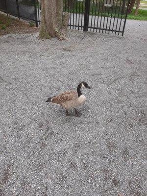 A Quogue Wildlife Refuge resident.