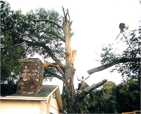 OCHOA TREE SERVICE TREE REMOVAL