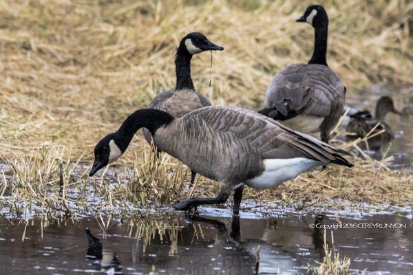 Canadian Geese at the refuge