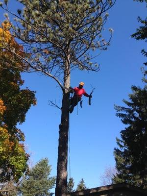 Pine Tree, Trimming the dead branches.