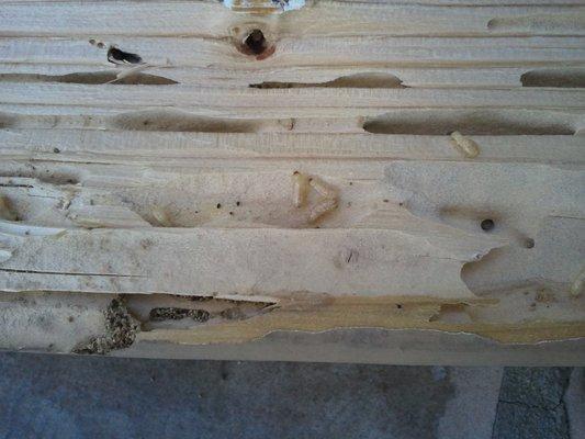 Dry wood termite damage.