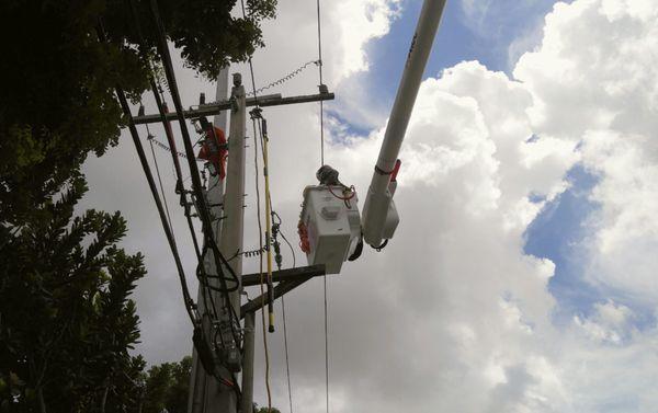 Bees in FPL pole