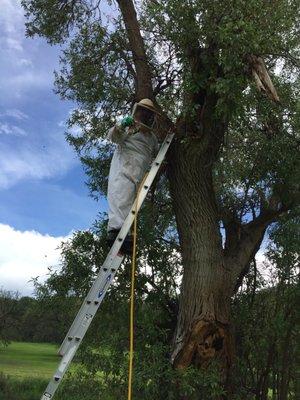 Bee Service - Massive Hive inside hollow tree @ Rio Rico