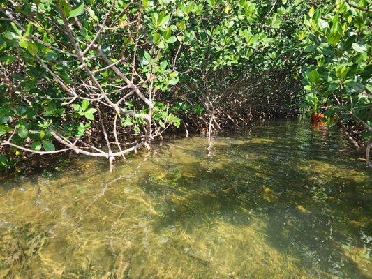 Mangrove tunnel