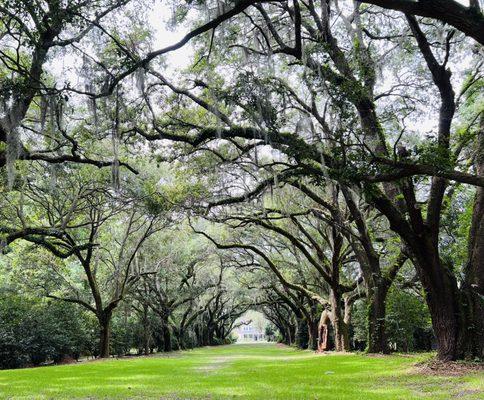 Avenue of oaks