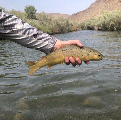 Francis caught his biggest brown trout in a new casting position. Recommended for anglers over 85