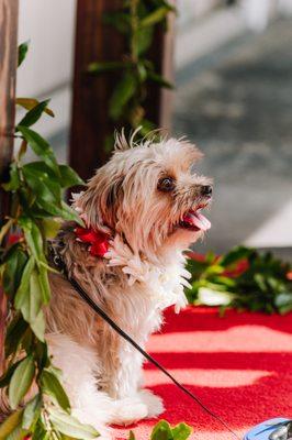 Cute pup outside of Alii Kailua Clinic