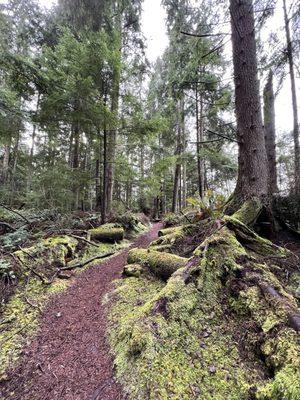 South Whidbey State Park trails