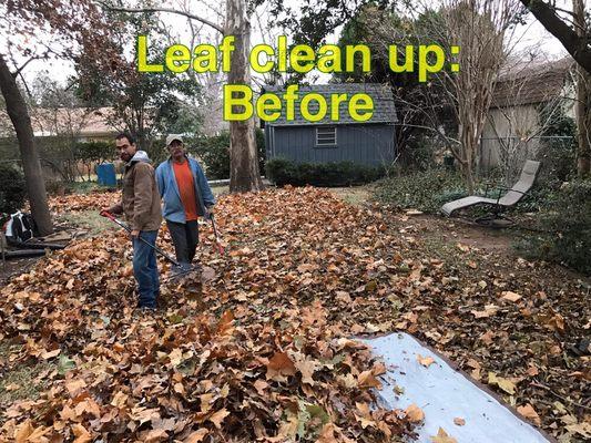 Leaf clean up in fort worth Tx