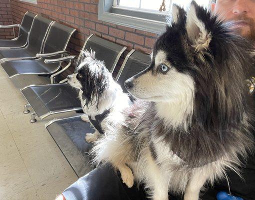 Two dogs in the waiting room