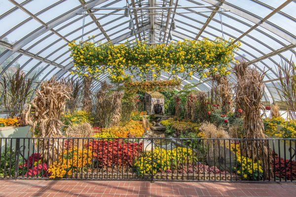 Phipps' Fall Flower Show brings the cozy warmth of autumn through chrysanthemums in a variety of shapes and colors. Photo © Paul g. Wiegman