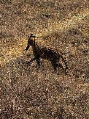 Serval cub with a mouse