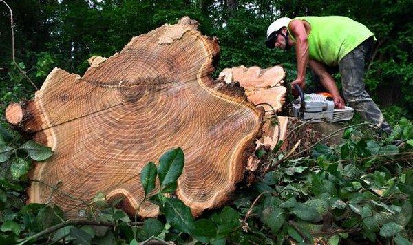 Storm Damaged Honey Locust Removal