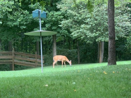 The deer love their new backyard.