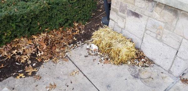 600 cigarette butts at the front door of Joe Kool's. Maybe it should be called Kool's Menthol. Last post.