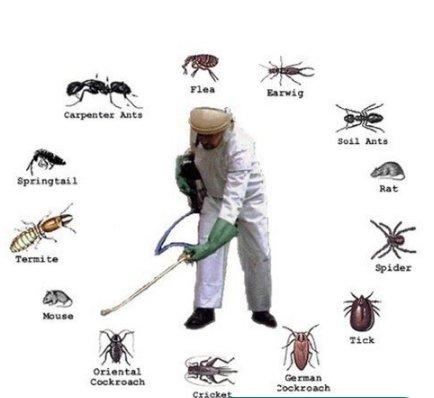 Bug-N-Out Pest Solutions