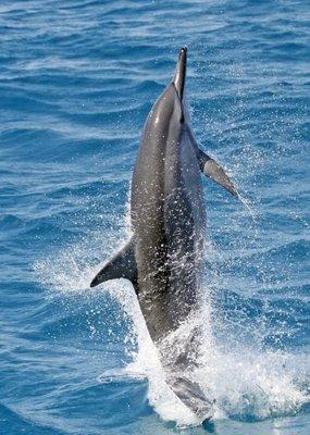 Why does this dolphin spin? Because it's a spinner dolphin!