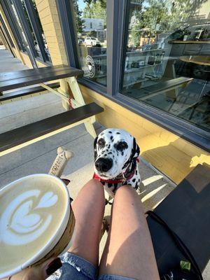 Standard latte & complimentary dog treat