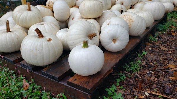 Visit our pumpkin patch, open daily Oct 1 - Oct 31 from 10 am - 6:30 pm.