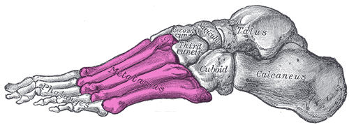 Metatarsus