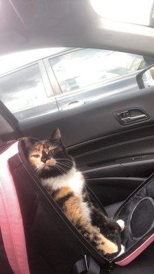 This is a pic of Chloe before we got on the road...  just after her appointment. Happy, proud kitty.